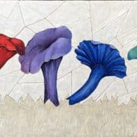 Les chanterelles gaspésiennes